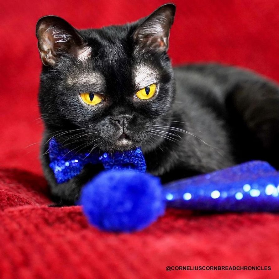 Voici Cornelius Cornbread, l’adorable chaton aux sourcils blancs