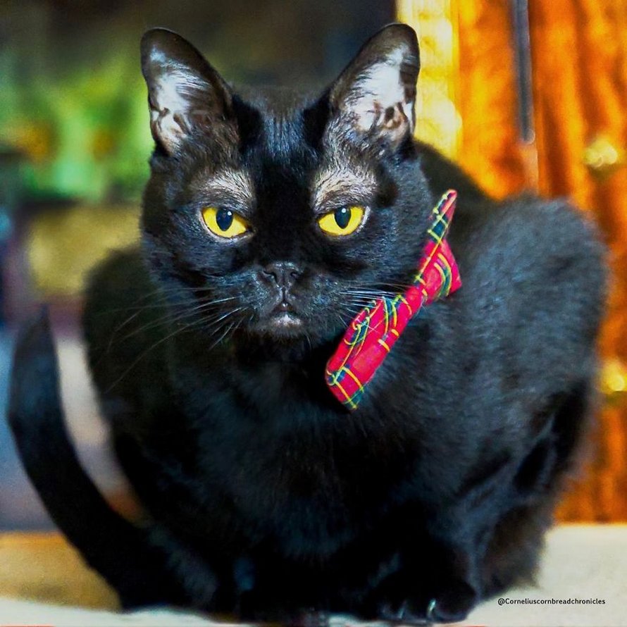 Voici Cornelius Cornbread, l’adorable chaton aux sourcils blancs