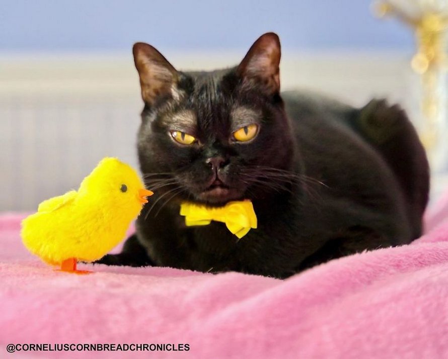 Voici Cornelius Cornbread, l’adorable chaton aux sourcils blancs