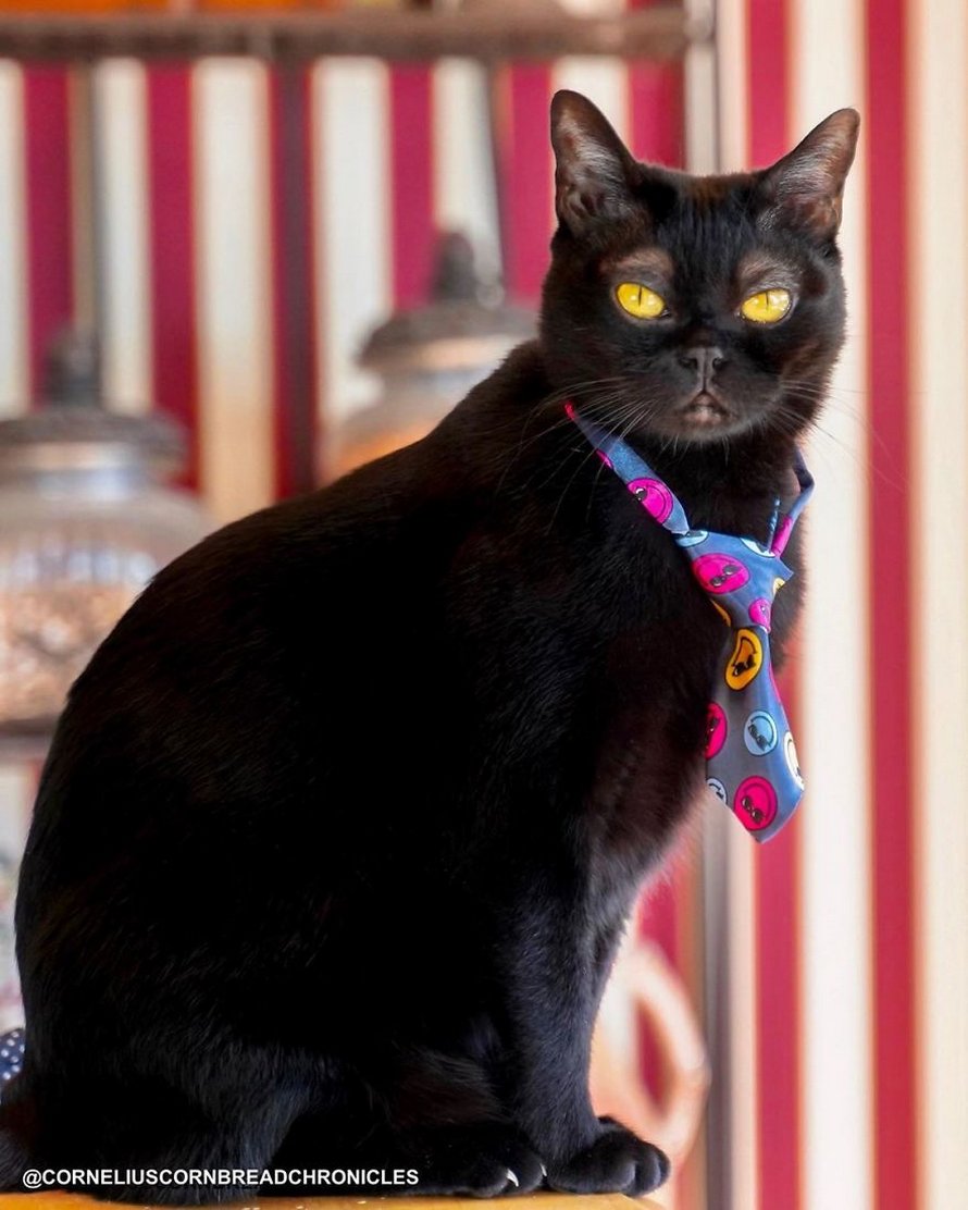 Voici Cornelius Cornbread, l’adorable chaton aux sourcils blancs