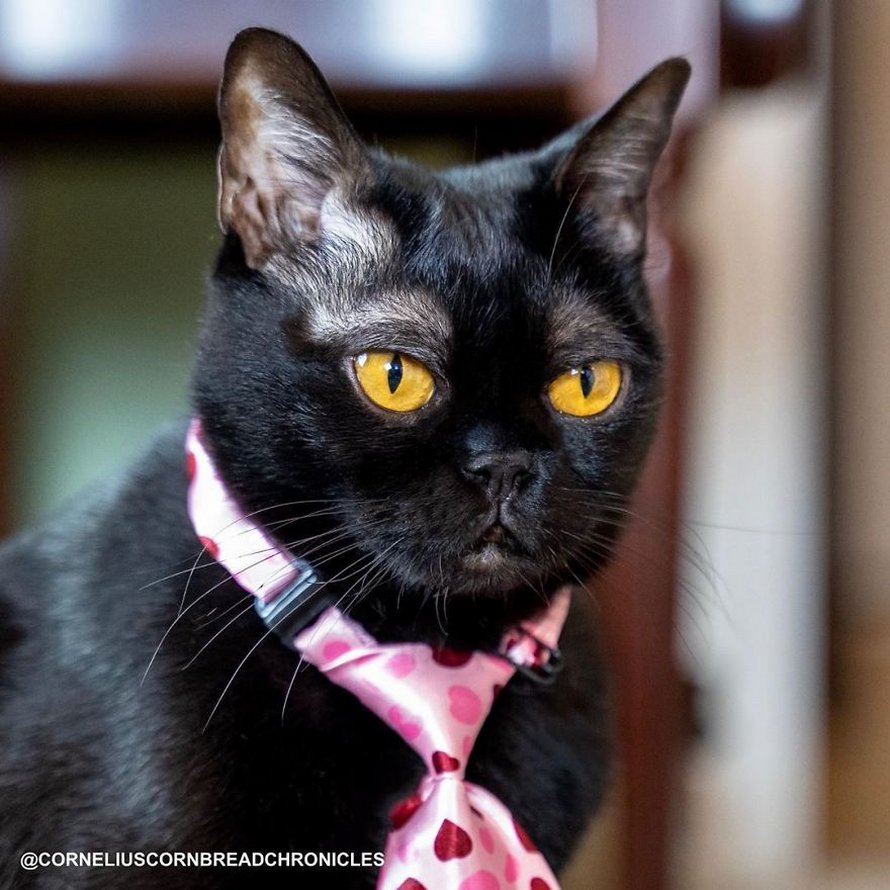 Voici Cornelius Cornbread, l’adorable chaton aux sourcils blancs