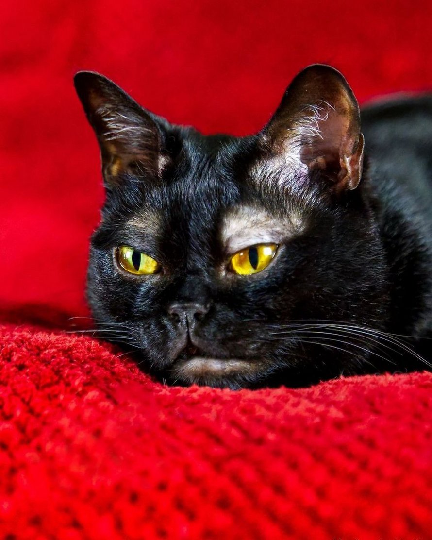Voici Cornelius Cornbread, l’adorable chaton aux sourcils blancs