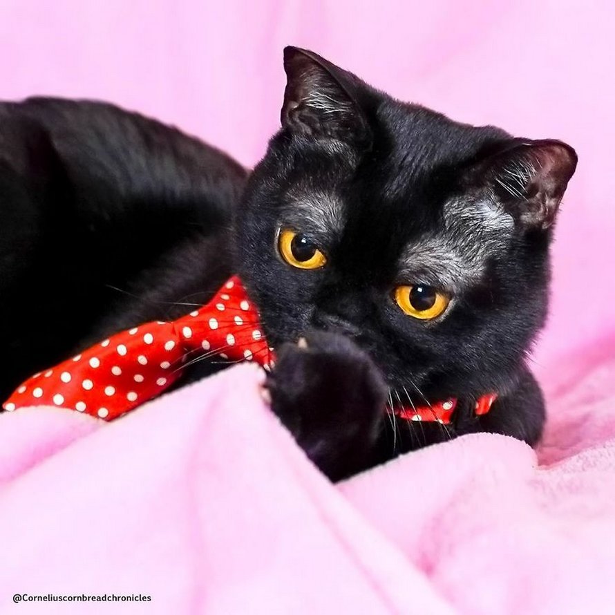 Voici Cornelius Cornbread, l’adorable chaton aux sourcils blancs