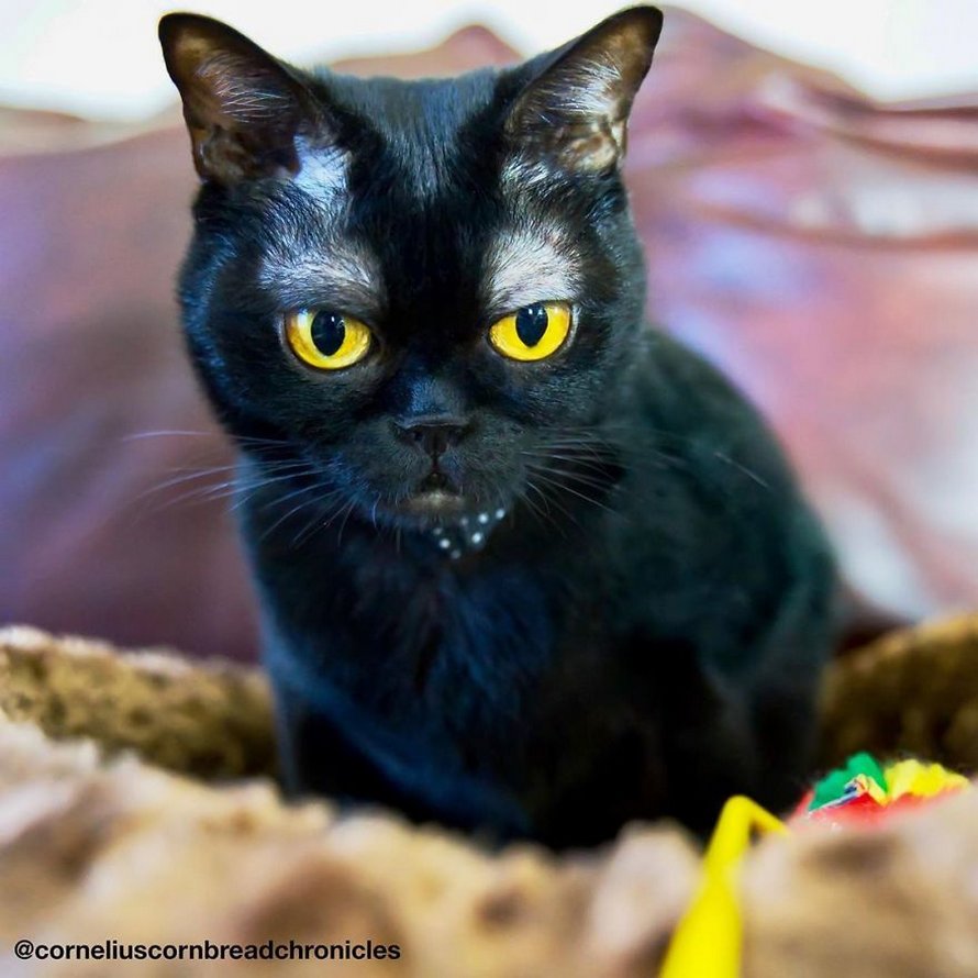 Voici Cornelius Cornbread, l’adorable chaton aux sourcils blancs
