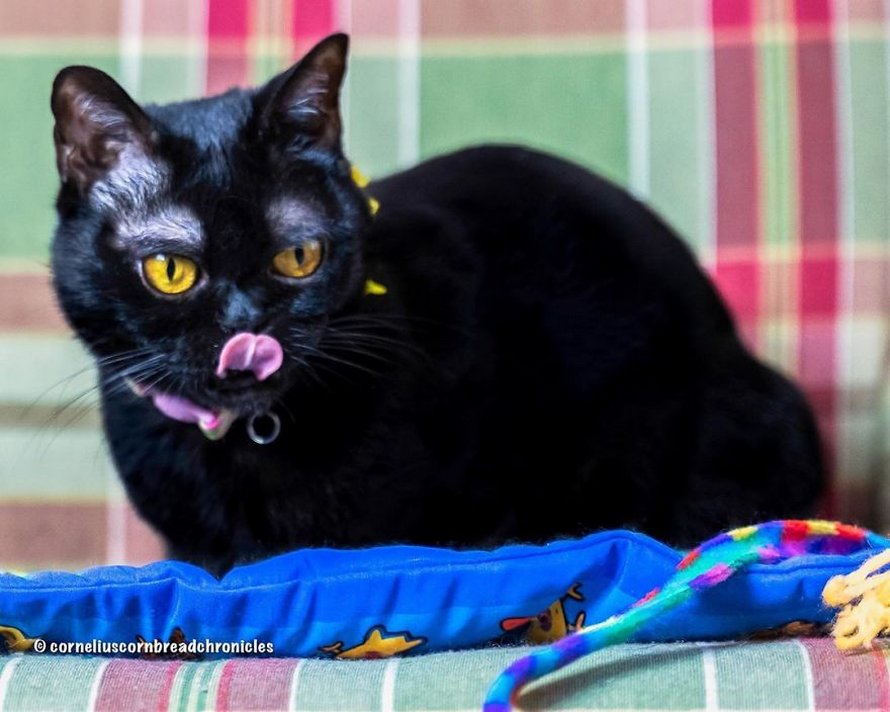 Voici Cornelius Cornbread, l’adorable chaton aux sourcils blancs