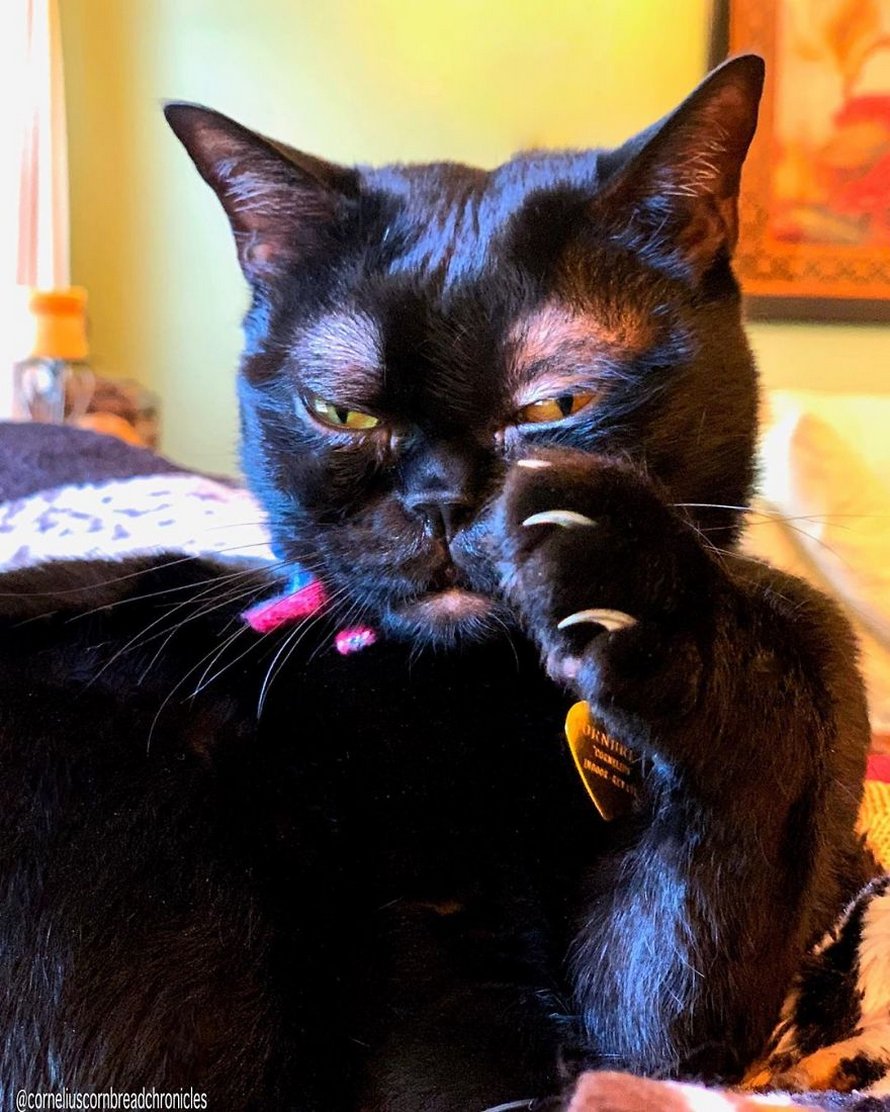 Voici Cornelius Cornbread, l’adorable chaton aux sourcils blancs