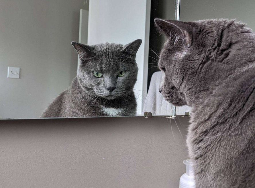Une Femme Decide D Aller Voir Son Chat Dehors Et Le Trouve Avec Son Jumeau Ipnoze Une Femme Decide D Aller Voir Son Chat Dehors Et Le Trouve Avec Son Jumeau Ipnoze