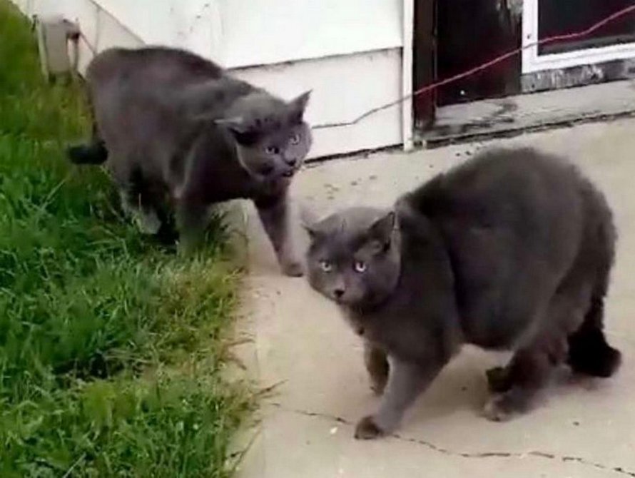 Une Femme Decide D Aller Voir Son Chat Dehors Et Le Trouve Avec Son Jumeau Ipnoze Une Femme Decide D Aller Voir Son Chat Dehors Et Le Trouve Avec Son Jumeau Ipnoze