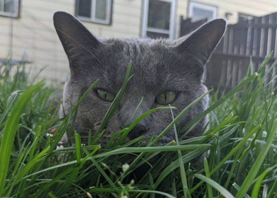 Une Femme Decide D Aller Voir Son Chat Dehors Et Le Trouve Avec Son Jumeau Ipnoze Une Femme Decide D Aller Voir Son Chat Dehors Et Le Trouve Avec Son Jumeau Ipnoze