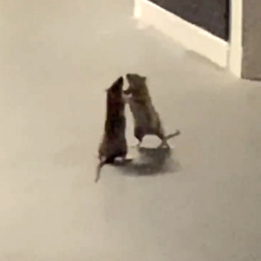 Une femme filmé une vidéo hilarante d’un chat qui regarde un combat de rats