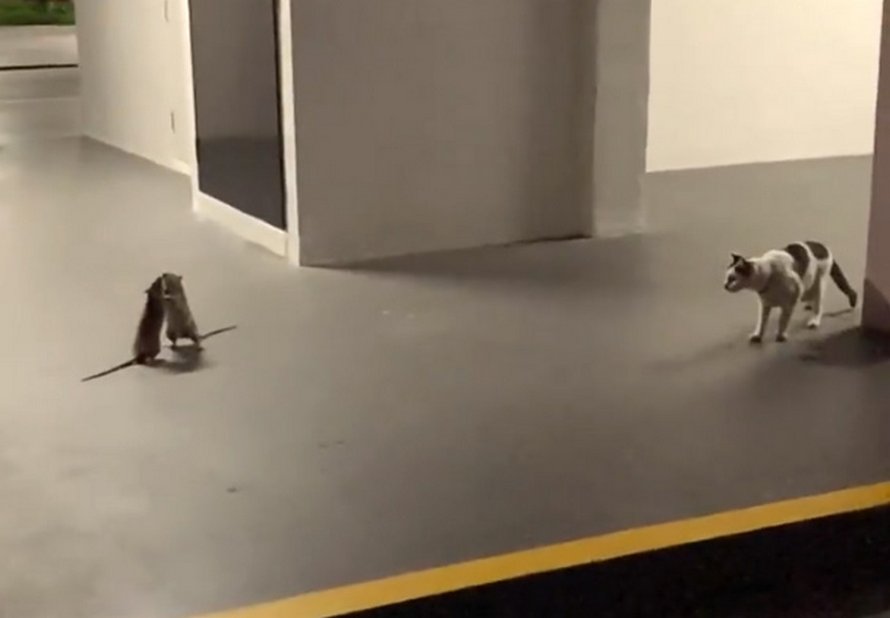 Une femme filmé une vidéo hilarante d’un chat qui regarde un combat de rats