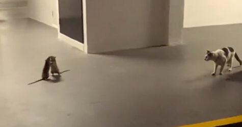 Une femme filmé une vidéo hilarante d’un chat qui regarde un combat de rats