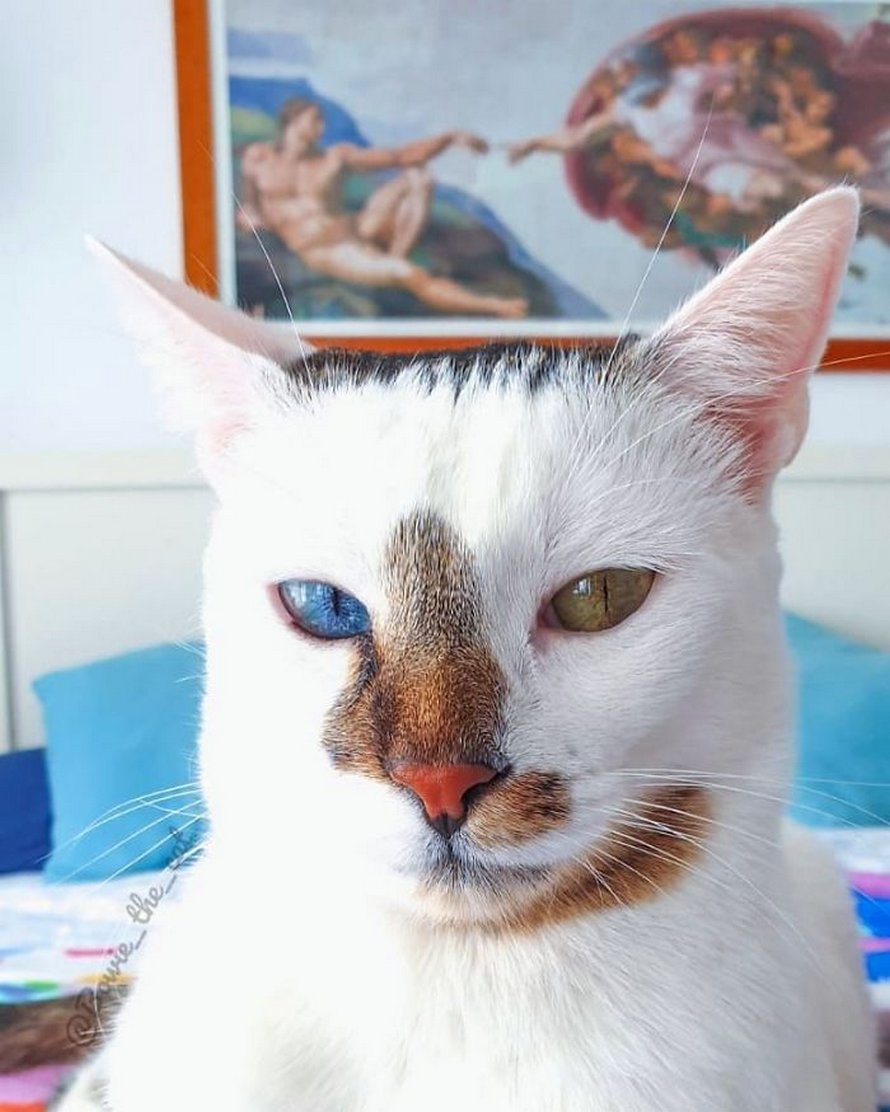 Bowie Le Chat Est Devenu Viral Grace A Ses Magnifiques Yeux Vairons Et Voici Les 10 Plus Belles Photos De Lui Ipnoze Bowie Le Chat Est Devenu Viral Grace A Ses Magnifiques Yeux Vairons Et Voici Les 10 Plus Belles Photos De Lui Ipnoze