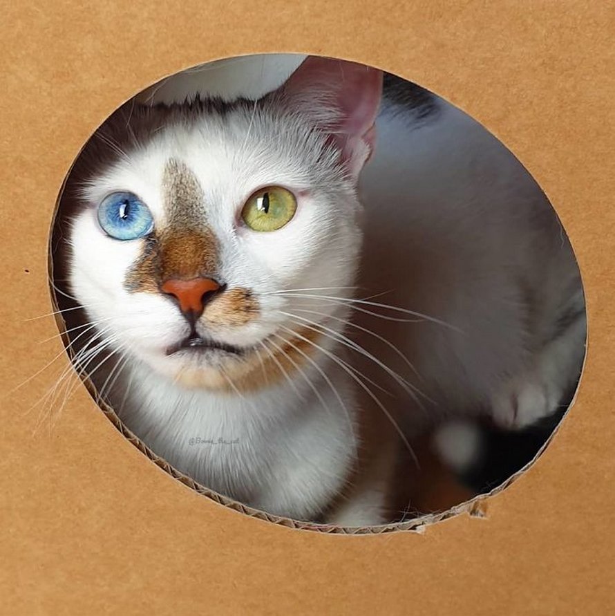 Bowie Le Chat Est Devenu Viral Grace A Ses Magnifiques Yeux Vairons Et Voici Les 10 Plus Belles Photos De Lui Ipnoze