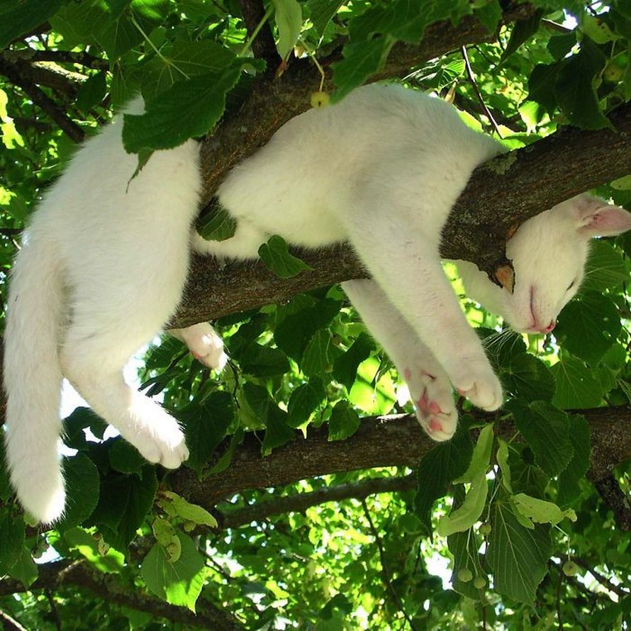 Ces chats ont parfaitement maîtrisé l’art de faire la sieste dans les arbres