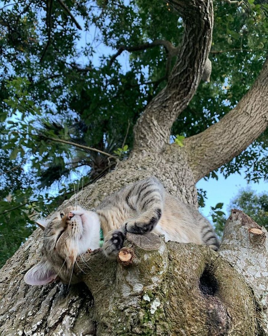 Ces chats ont parfaitement maîtrisé l’art de faire la sieste dans les arbres