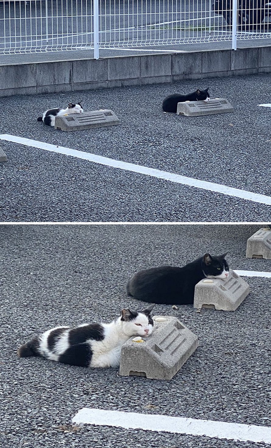 Quelqu’un a remarqué que les chats utilisent les butoirs de stationnement comme oreillers, et 10 personnes ont publié leurs propres photos amusantes