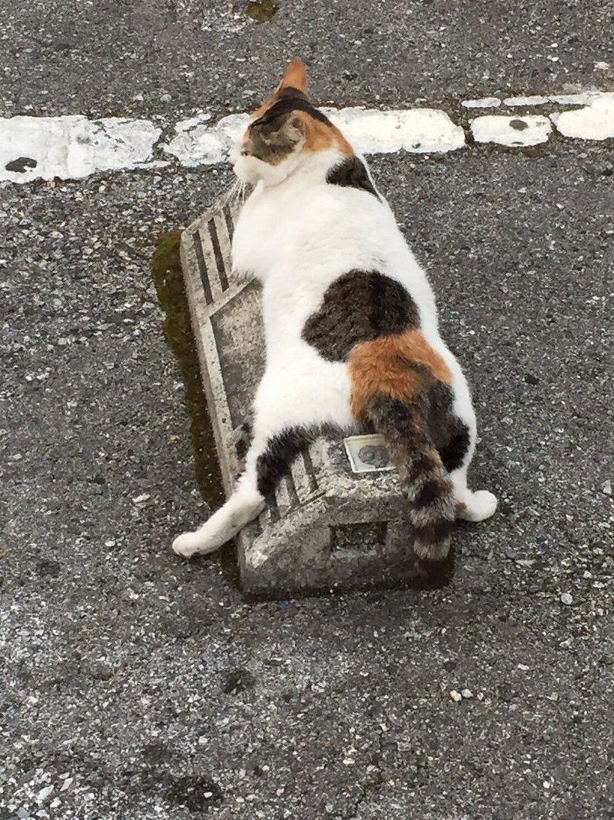 Quelqu’un a remarqué que les chats utilisent les butoirs de stationnement comme oreillers, et 10 personnes ont publié leurs propres photos amusantes