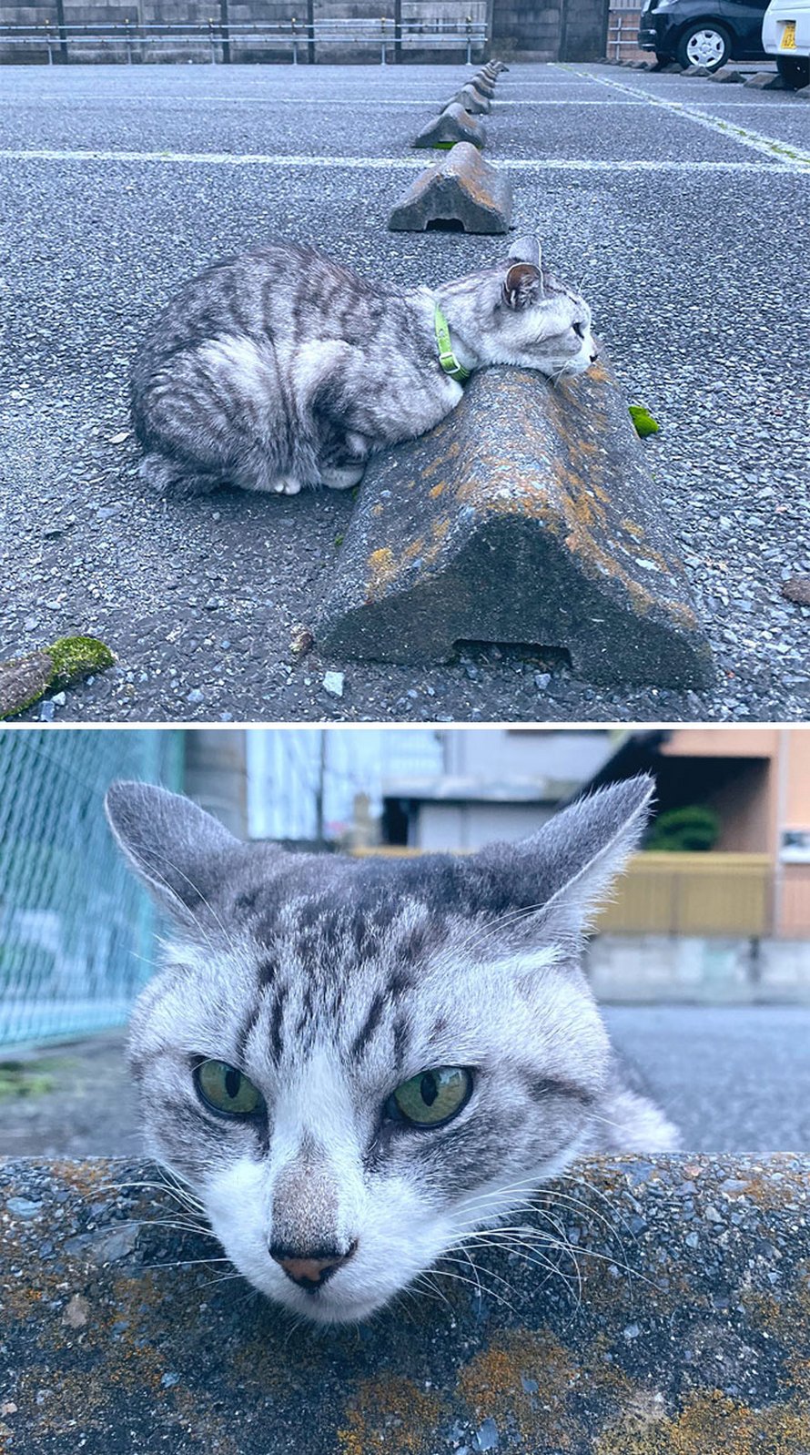 Quelqu’un a remarqué que les chats utilisent les butoirs de stationnement comme oreillers, et 10 personnes ont publié leurs propres photos amusantes