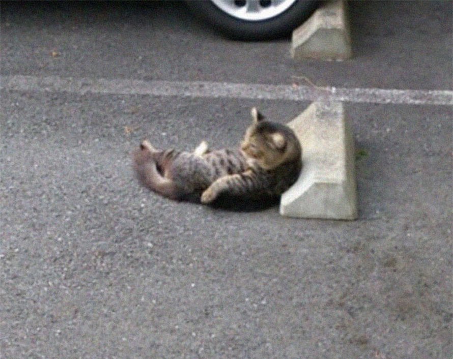 Quelqu’un a remarqué que les chats utilisent les butoirs de stationnement comme oreillers, et 10 personnes ont publié leurs propres photos amusantes