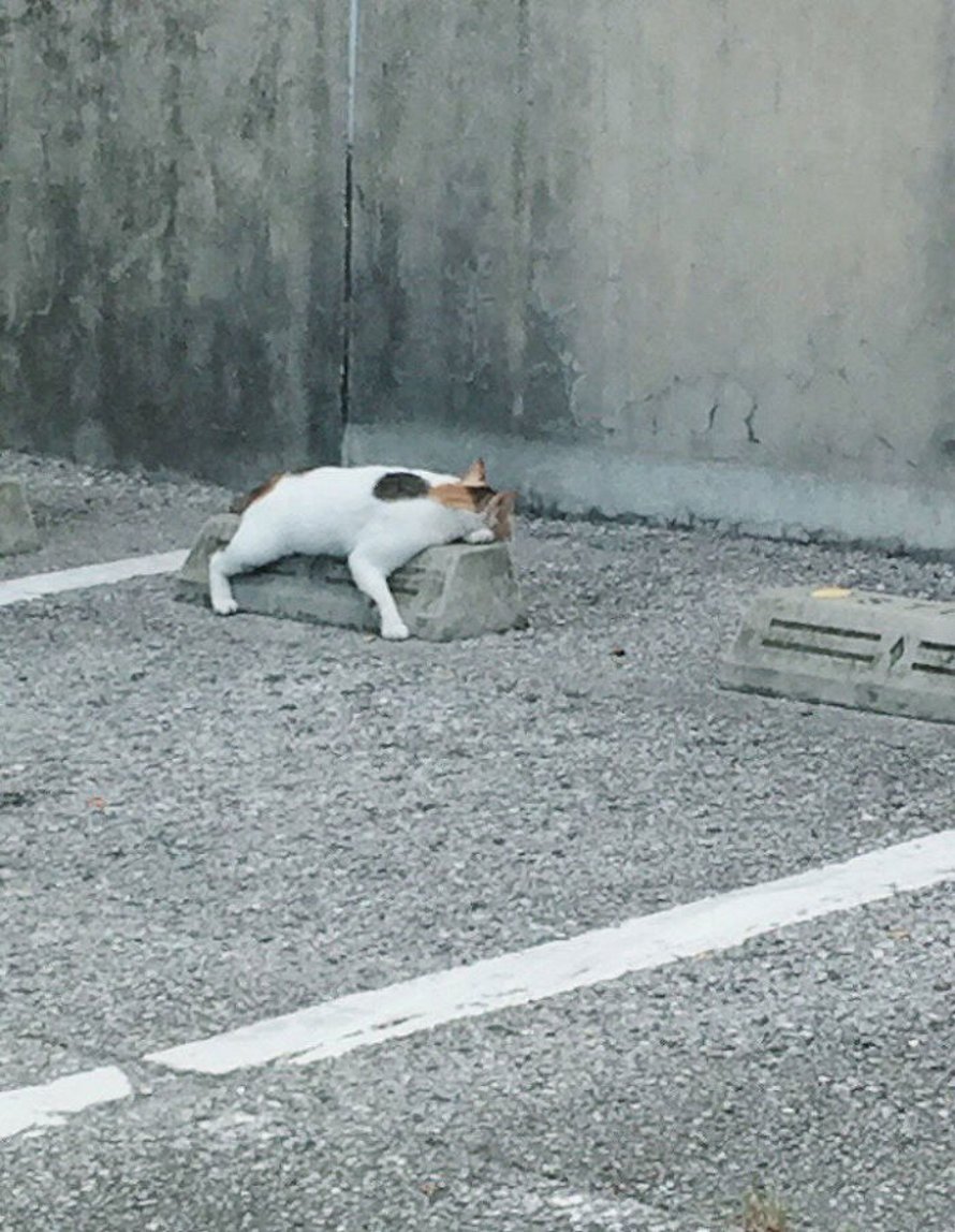Quelqu’un a remarqué que les chats utilisent les butoirs de stationnement comme oreillers, et 10 personnes ont publié leurs propres photos amusantes