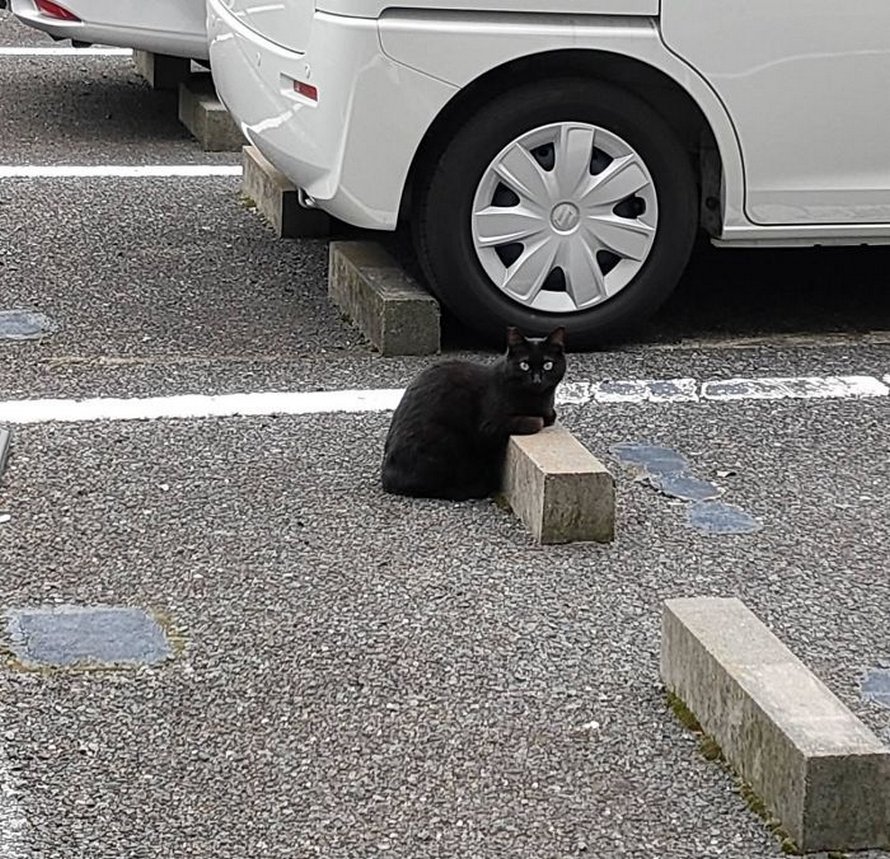 Quelqu’un a remarqué que les chats utilisent les butoirs de stationnement comme oreillers, et 10 personnes ont publié leurs propres photos amusantes