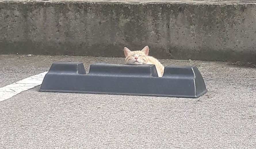 Quelqu’un a remarqué que les chats utilisent les butoirs de stationnement comme oreillers, et 10 personnes ont publié leurs propres photos amusantes