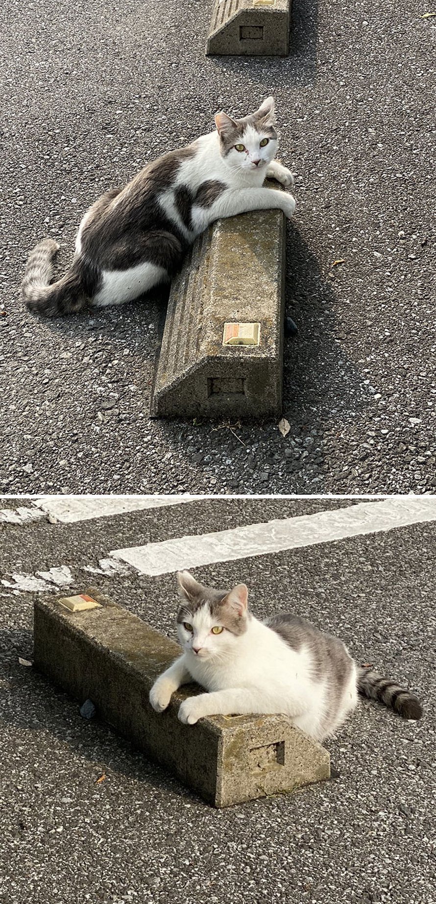 Quelqu’un a remarqué que les chats utilisent les butoirs de stationnement comme oreillers, et 10 personnes ont publié leurs propres photos amusantes