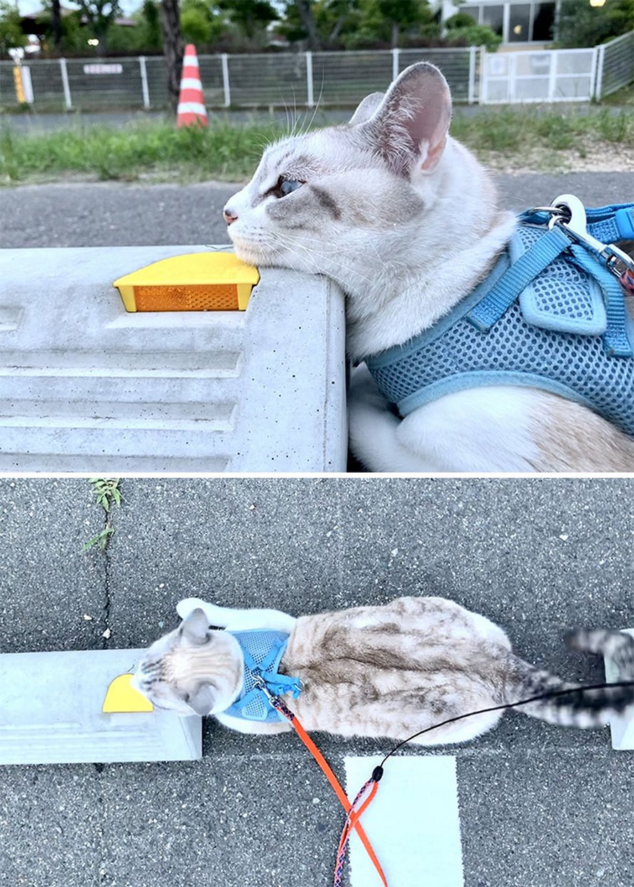 Quelqu’un a remarqué que les chats utilisent les butoirs de stationnement comme oreillers, et 10 personnes ont publié leurs propres photos amusantes