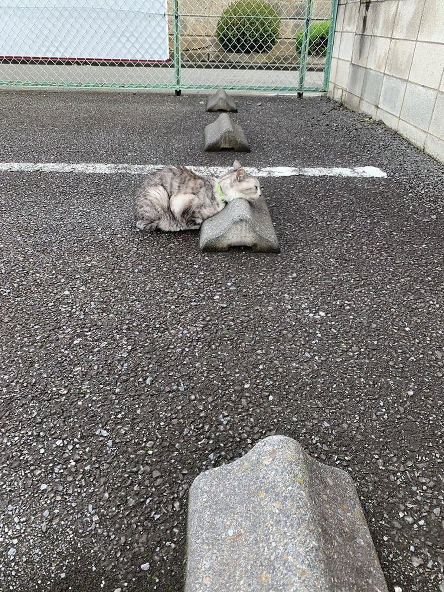 Quelqu’un a remarqué que les chats utilisent les butoirs de stationnement comme oreillers, et 10 personnes ont publié leurs propres photos amusantes