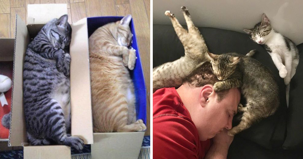 Des Gens Ont Surpris Leurs Chats En Train De Dormir Ensemble Dans Les Positions Les Plus Etranges Ipnoze Des Gens Ont Surpris Leurs Chats En Train De Dormir Ensemble Dans Les Positions Les Plus Etranges Ipnoze
