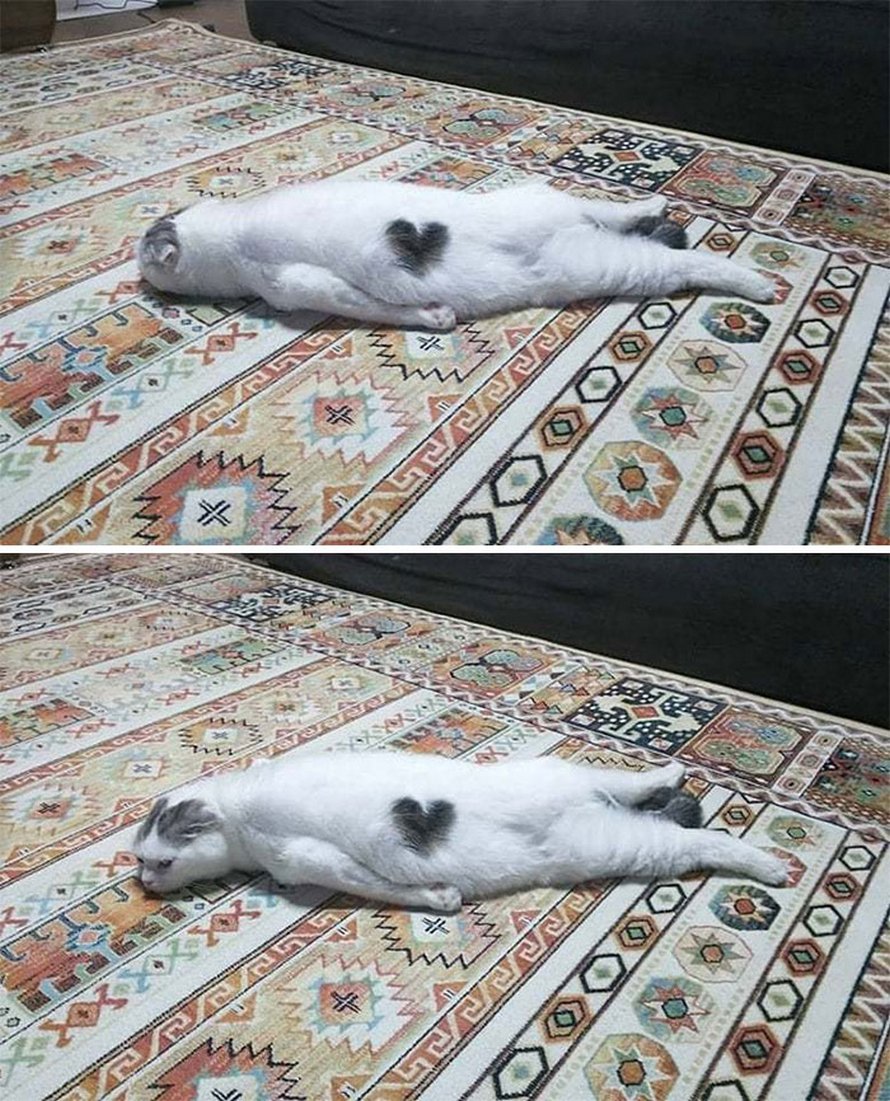 Des gens publient des photos de leurs chats « défectueux » et voici les 22 plus drôles