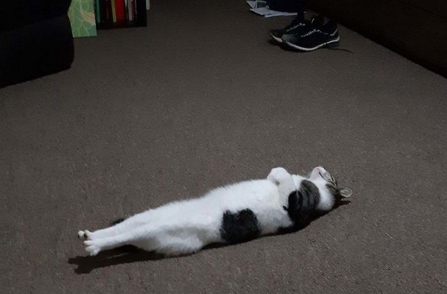 Des gens publient des photos de leurs chats « défectueux » et voici les 22 plus drôles