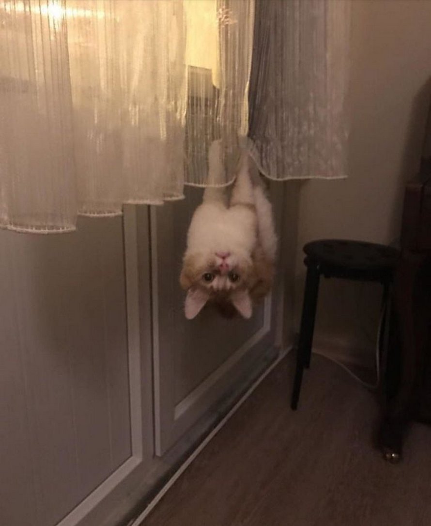 Des gens publient des photos de leurs chats « défectueux » et voici les 22 plus drôles