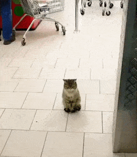 Des Gens Publient Des Photos De Leurs Chats Defectueux Et Voici Les 22 Plus Droles Ipnoze Des Gens Publient Des Photos De Leurs Chats Defectueux Et Voici Les 22 Plus Droles Ipnoze