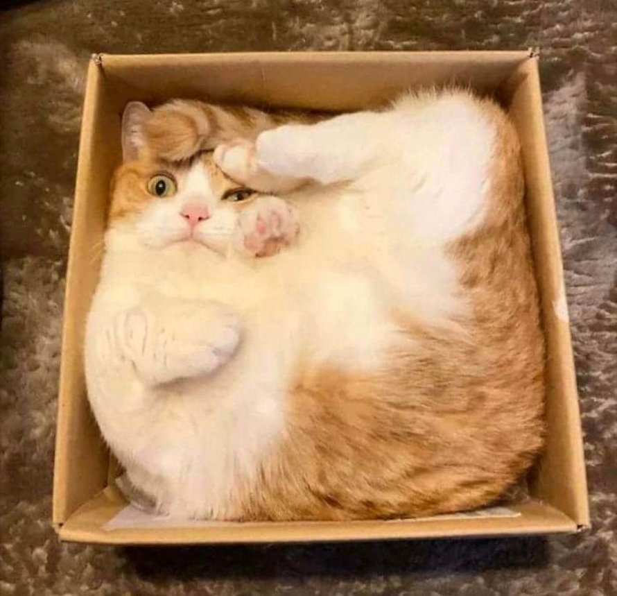Des gens publient des photos de leurs chats « défectueux » et voici les 22 plus drôles