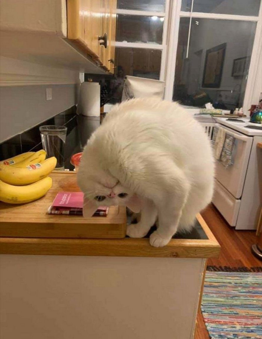 Des gens publient des photos de leurs chats « défectueux » et voici les 22 plus drôles