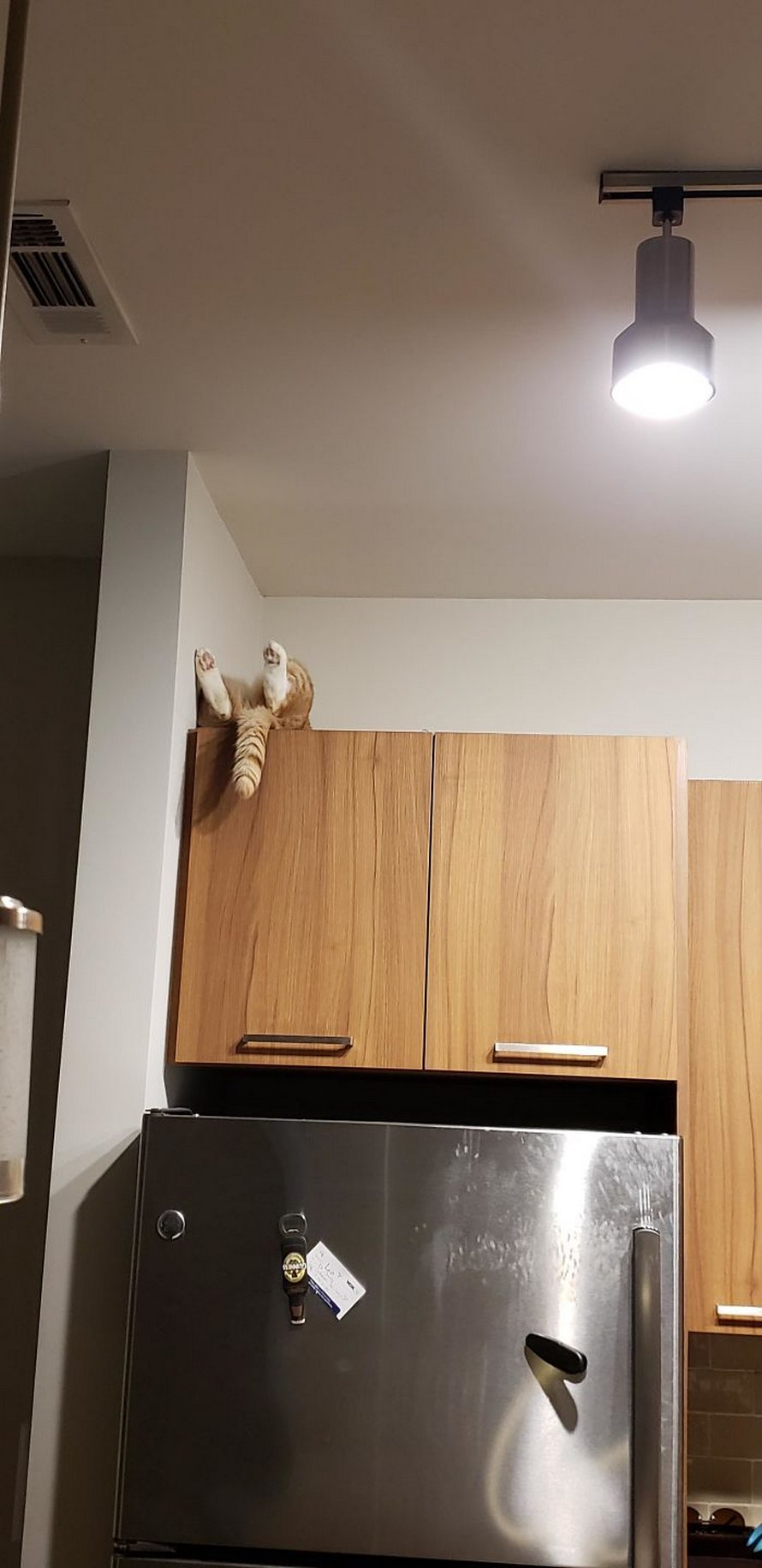 Des gens publient des photos de leurs chats « défectueux » et voici les 22 plus drôles
