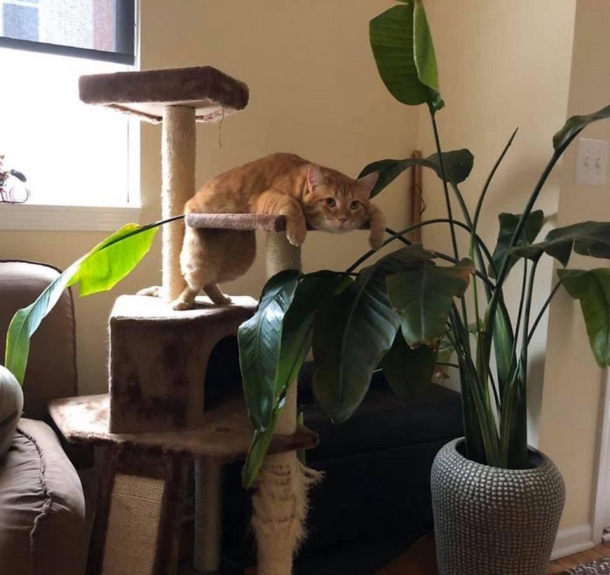 Des gens publient des photos de leurs chats « défectueux » et voici les 22 plus drôles
