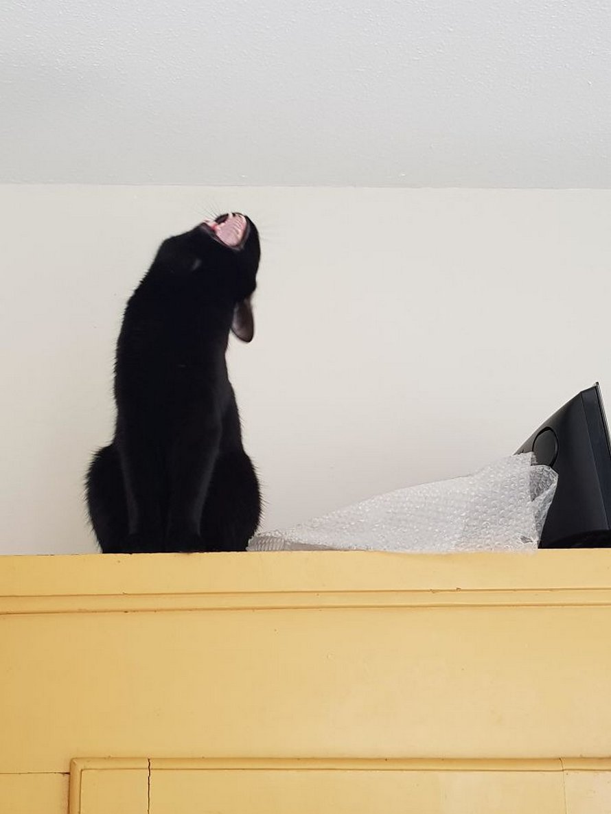 Des gens publient des photos de leurs chats « défectueux » et voici les 22 plus drôles