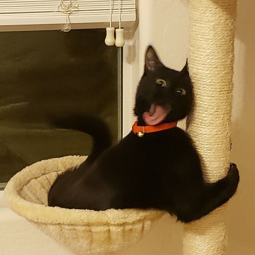 Des gens publient des photos de leurs chats « défectueux » et voici les 22 plus drôles