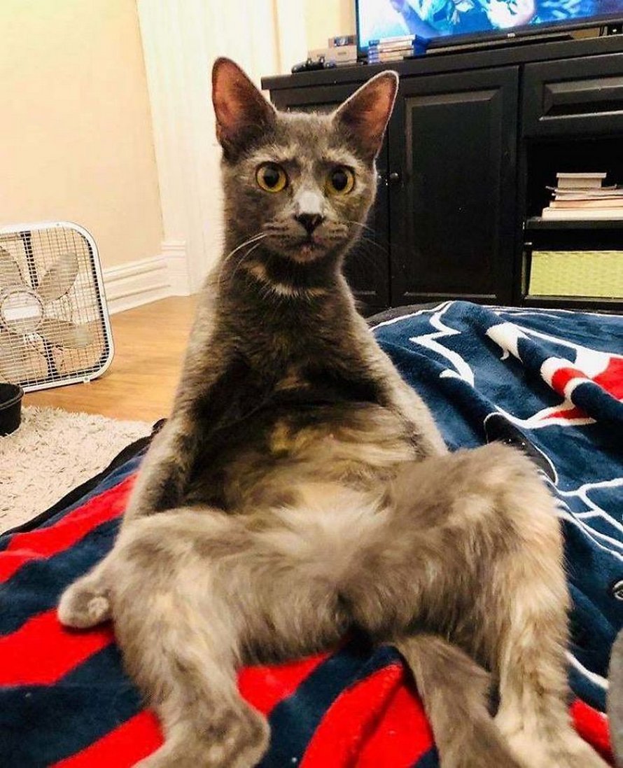 Des gens publient des photos de leurs chats « défectueux » et voici les 22 plus drôles