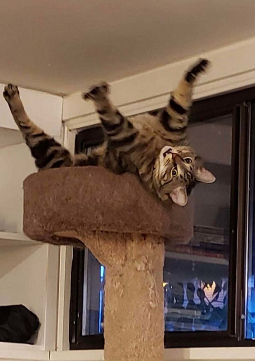 Des gens publient des photos de leurs chats « défectueux » et voici les 22 plus drôles