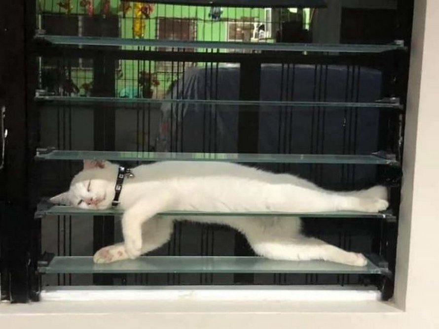 Des gens publient des photos de leurs chats « défectueux » et voici les 22 plus drôles