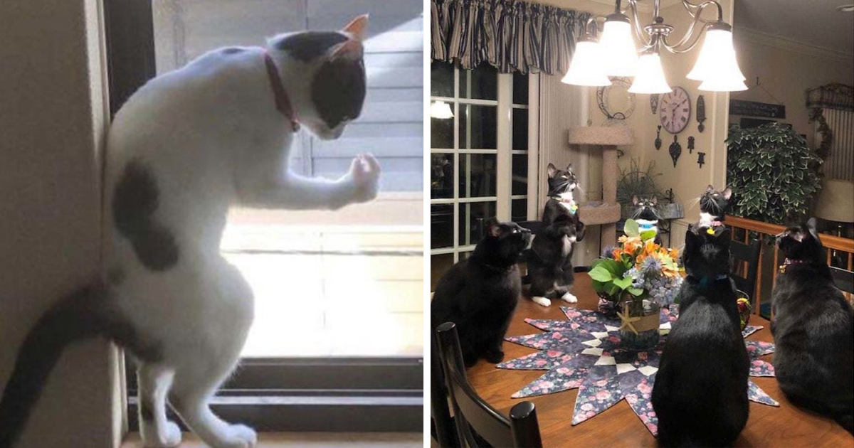 Des Gens Publient Des Photos De Leurs Chats Defectueux Et Voici Les 22 Plus Droles Ipnoze Des Gens Publient Des Photos De Leurs Chats Defectueux Et Voici Les 22 Plus Droles Ipnoze