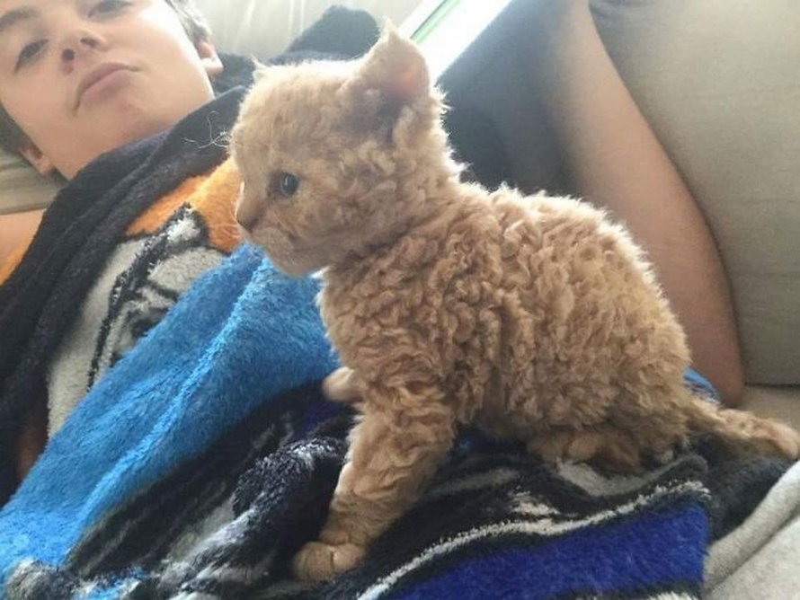 Ces Chats Frises Qui Descendent Tous D Une Seule Chatte De Refuge Ont Conquis Le Coeur Des Internautes Ipnoze