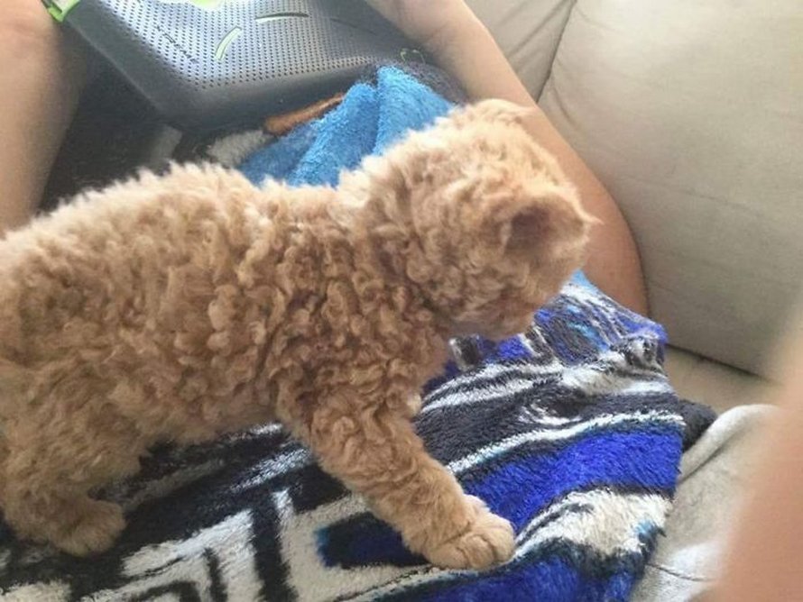Ces Chats Frises Qui Descendent Tous D Une Seule Chatte De Refuge Ont Conquis Le Coeur Des Internautes Ipnoze Ces Chats Frises Qui Descendent Tous D Une Seule Chatte De Refuge Ont Conquis Le Coeur Des Internautes Ipnoze