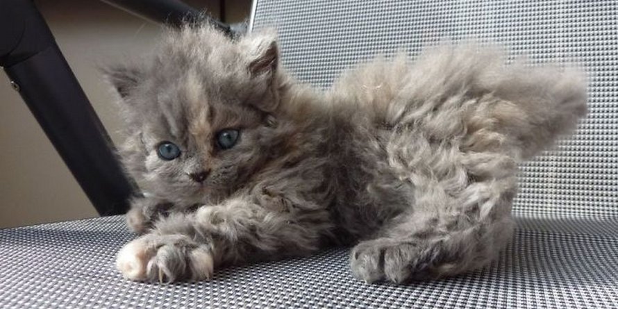 Ces Chats Frises Qui Descendent Tous D Une Seule Chatte De Refuge Ont Conquis Le Coeur Des Internautes Ipnoze