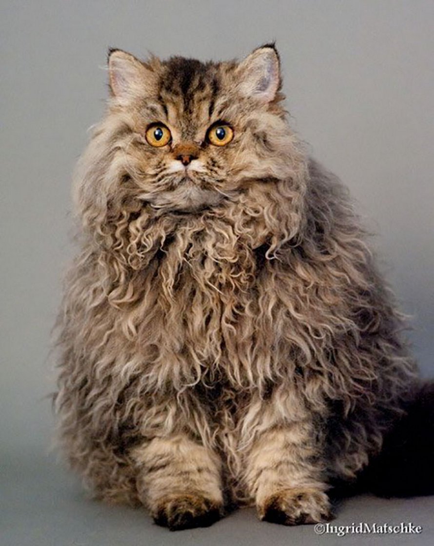 Ces Chats Frises Qui Descendent Tous D Une Seule Chatte De Refuge Ont Conquis Le Coeur Des Internautes Ipnoze