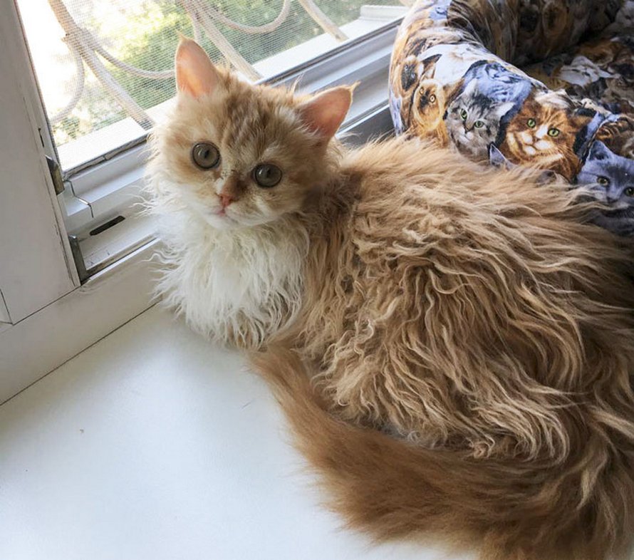 Ces Chats Frises Qui Descendent Tous D Une Seule Chatte De Refuge Ont Conquis Le Coeur Des Internautes Ipnoze